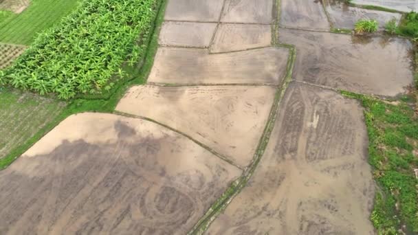 Nedves Szántott Rizsföld Művelésre Kész Mezőgazdasági Termelők Szántása Talajkiegyenlítése Szintén — Stock videók