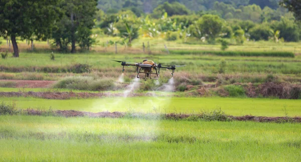 Drone Spray Pesticide Rice Field — Fotografia de Stock