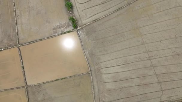 Wet Plowed Paddy Field Ready Cultivate Farmer Plough Levelling Soil — Stock Video