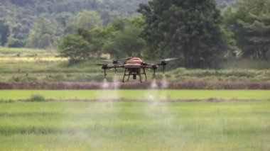 Drone spray pesticide on rice field