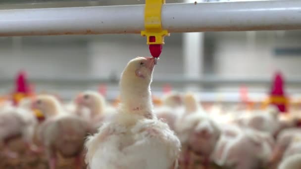 Chickens Drinking Water Close Farm Temperature Light Control Thailand — Vídeo de stock