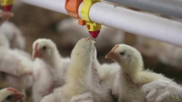 Chickens Drinking Water Close Farm Temperature Light Control Thailand — Wideo stockowe