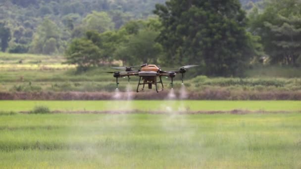 Drone Spray Pesticide Rice Field — Vídeo de stock