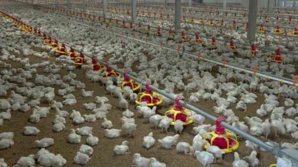 Chicken Automatic Feeding Close Farm Temperature Light Control Thailand — стоковое видео