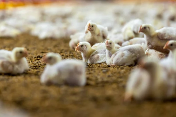 Poultry Meat Farming Chickens Close Farm Temperature Light Control Thailand — Stockfoto