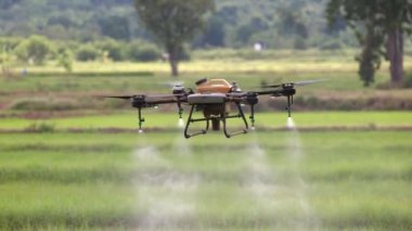 Drone spray pesticide on rice field