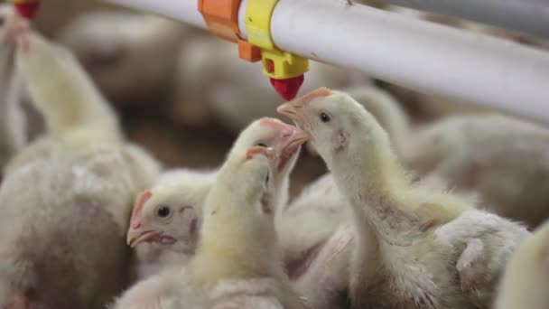 Chickens Drinking Water Close Farm Temperature Light Control Thailand — стоковое видео