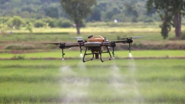 Drone Spray Pesticide Rice Field — Stockvideo