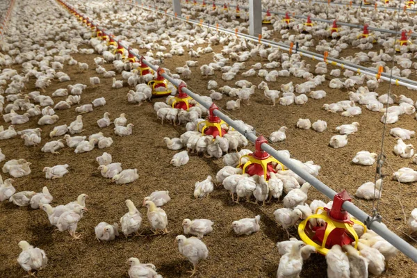 Chicken Automatic Feeding Close Farm Temperature Light Control Thailand — Fotografia de Stock