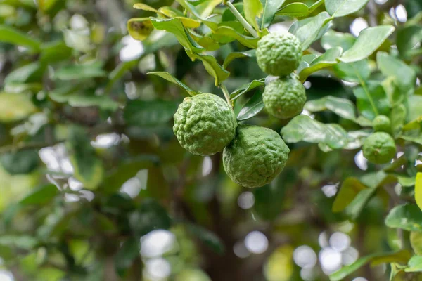 Kaffir Lime Bergamot Citrus Hystrix Tree Backyard — Stock fotografie