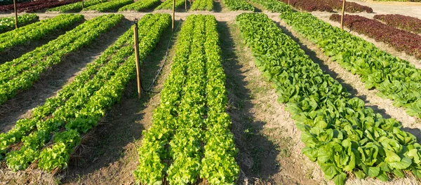 Rows Organic Lettuce Growing Farm — Foto de Stock