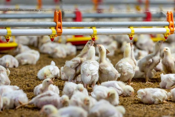 Chickens Drinking Water Close Farm Temperature Light Control Thailand — Stock Photo, Image