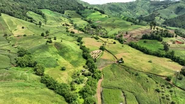 Biggest Cause Forest Loss Thailand Agricultural Deforestation Environmental Damage Southeast — Vídeo de Stock