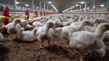 Chicken automatic feeding in close farm, temperature and light control , Thailand.