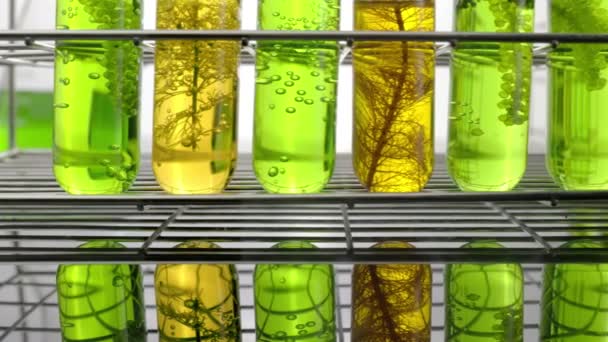 藻类燃料生物燃料工业实验室研究矿物藻类燃料或藻类生物燃料的替代品 — 图库视频影像