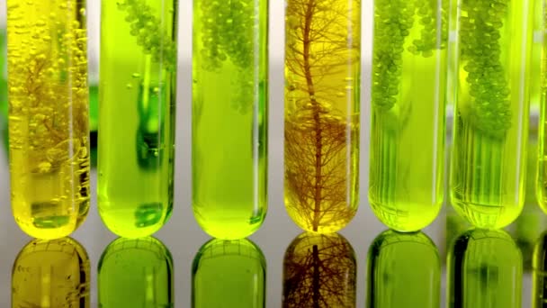 Algae Fuel Biofuel Industry Lab Researching Alternative Fossil Algae Fuel — ストック動画