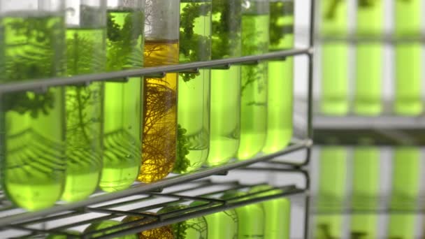 Scientists Researching Algae Energy Reliable Biofuel Source — Stok video