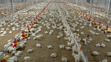 Chicken automatic feeding in close farm, temperature and light control , Thailand.