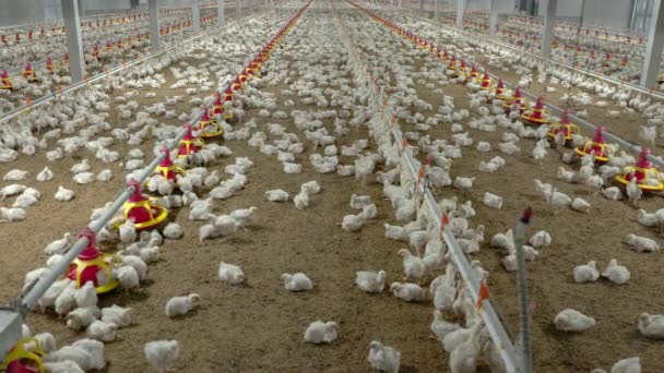 Chicken Automatic Feeding Close Farm Temperature Light Control Thailand — Stok video
