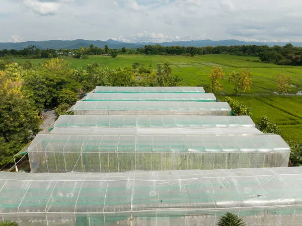 Greenhouses Lined Small Farm Vegetables Fruits Aerial View — ストック写真