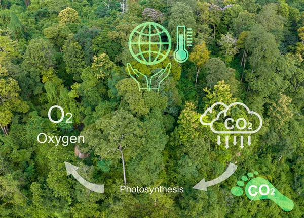 Tropical Forests Absorbing Carbon Dioxide Change Oxygen — Photo