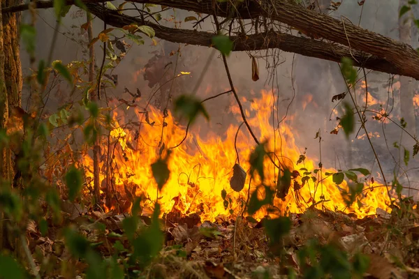 Waldbrand Katastrophe Tropenwald Durch Menschen Verursacht — Stockfoto