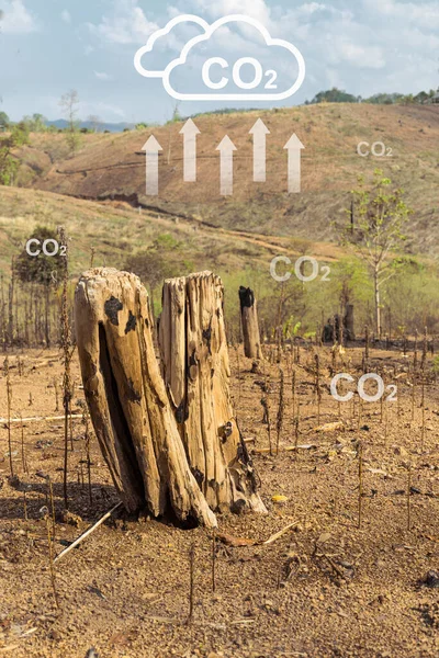 Odlesňování Antropogenním Zdrojem Emisí Oxidu Uhličitého Způsobených Změnou Klimatu — Stock fotografie