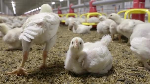 Poultry Meat Farming Chickens Close Farm Temperature Light Control Thailand — Wideo stockowe