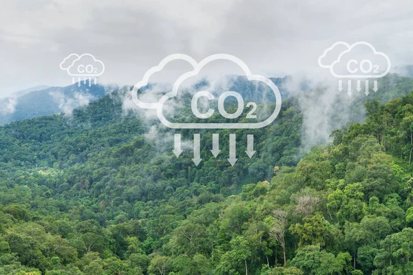 Tropical Forests Can Absorb Large Amounts Carbon Dioxide Atmosphere — Stock Photo, Image