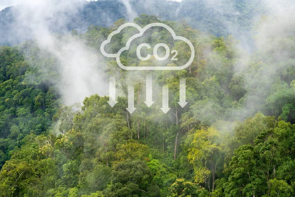 Tropical forests can absorb large amounts of carbon dioxide from the atmosphere.