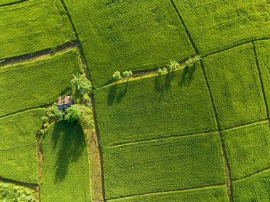 Tayland pirinç alanının havadan görünümü.