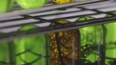 Scientists are researching algae energy for reliable biofuel source.