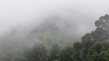 Tropikal ormanlar atmosferden büyük miktarlarda karbondioksit emebilir..