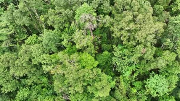 Tropical Forests Can Absorb Large Amounts Carbon Dioxide Atmosphere — Stock Video