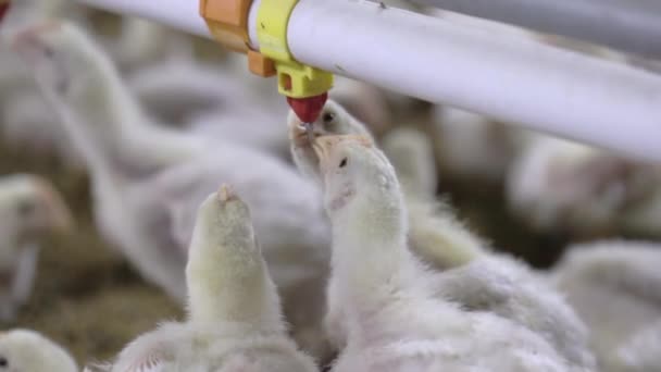 Chickens Drinking Water Close Farm Temperature Light Control Thailand — Vídeo de stock