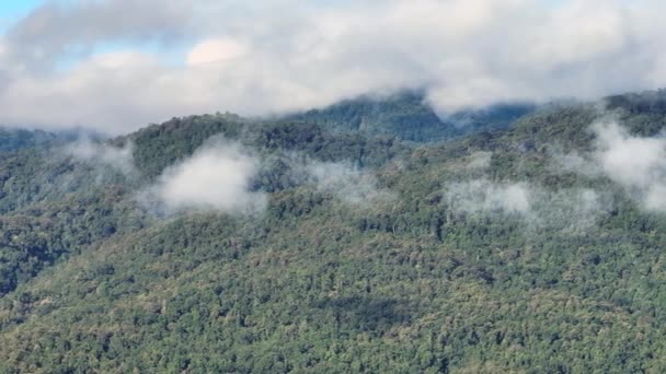 Tropiska Skogar Kan Absorbera Stora Mängder Koldioxid Från Atmosfären — Stockvideo