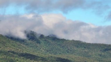 Tropikal ormanlar atmosferden büyük miktarlarda karbondioksit emebilir..