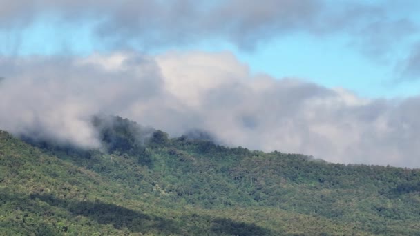 熱帯雨林は大気中から大量の二酸化炭素を吸収できます — ストック動画