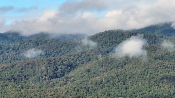 Florestas Tropicais Podem Absorver Grandes Quantidades Dióxido Carbono Atmosfera — Vídeo de Stock