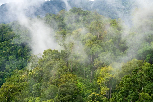 Tropenwälder Der Regenzeit Südostasien Stockfoto