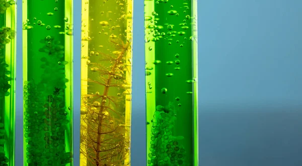 藻類燃料バイオ燃料産業研究室では 化石藻類燃料や藻類バイオ燃料に代わる研究を行っている — ストック写真