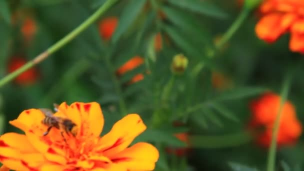 Tagetes — Vídeo de Stock