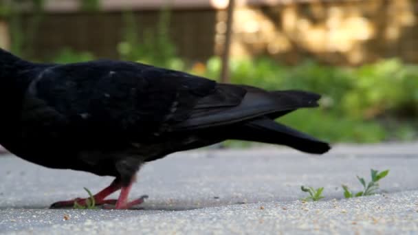 Palomas. — Vídeo de stock