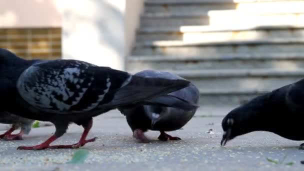 Palomas. — Vídeo de stock