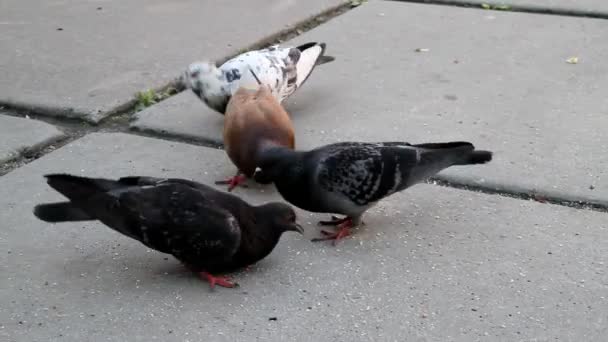 Pigeons — Stock Video