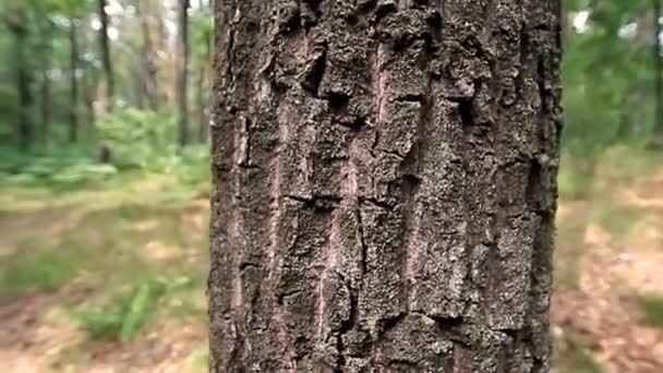 tronc d'arbre 