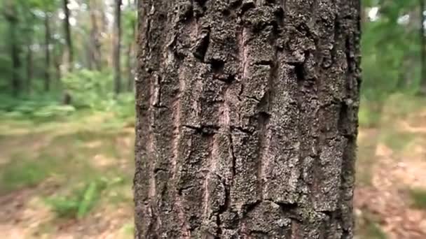 Tronco de árbol — Vídeos de Stock