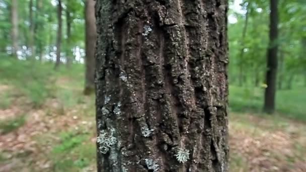 Tronco de árbol — Vídeos de Stock