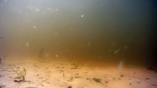 Bajo el agua — Vídeos de Stock
