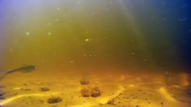 Onderwater — Stockvideo